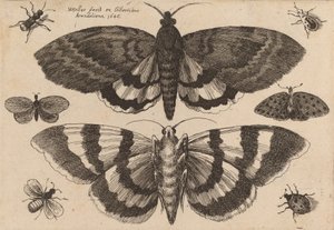 Due falene e sei insetti da Wenceslaus Hollar
