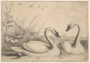 Due cigni, 1654-58 da Wenceslaus Hollar