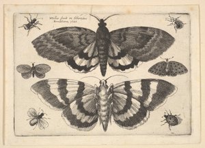 Due falene e sei insetti, 1645 da Wenceslaus Hollar
