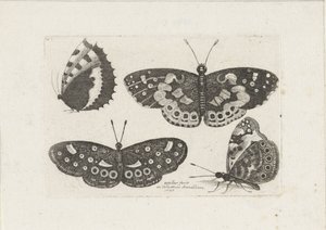 Quattro farfalle da Wenceslaus Hollar