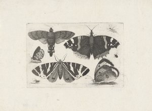 Quattro farfalle, una falena, due coleotteri e una mosca da Wenceslaus Hollar