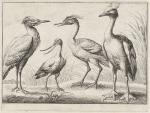Quattro trampolieri da Wenceslaus Hollar