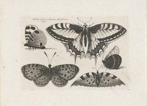 Cinque farfalle da Wenceslaus Hollar