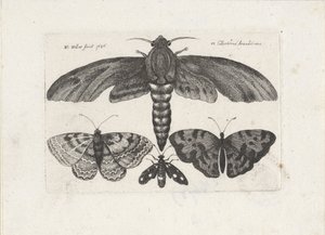 Farfalle e una falena da Wenceslaus Hollar
