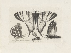 Farfalle e una vespa da Wenceslaus Hollar