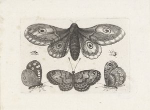 Farfalle, coleotteri e una falena da Wenceslaus Hollar