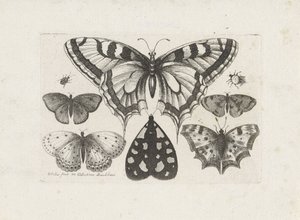 Farfalle, scarabei e una falena (serie: Insetti) da Wenceslaus Hollar
