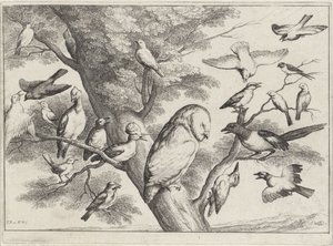 Uccelli su un albero (serie Verschillende vogels)