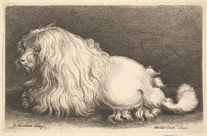 Cane bianco, 1649 da Wenceslaus Hollar