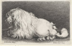 Cane bianco da Wenceslaus Hollar