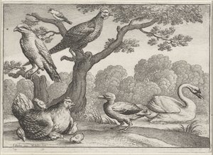 Cigno, gallina con pulcini e altri uccelli (Diversi uccelli)