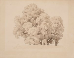 Gruppo di alberi a foglia da Werner Holmberg