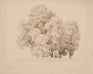 Gruppo di alberi a foglia