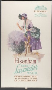 Lavanda di Elsenham da Wilfred Fryer