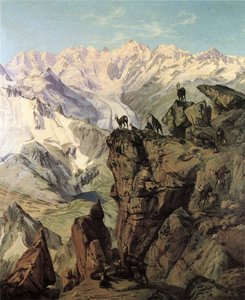 Gruppo di stambecchi del Bernina