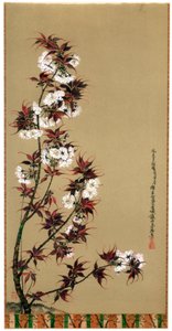 I fiori di ciliegio di Mikawa