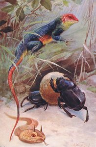 A Gama, Vipera cornuta e Scarabeo sacro, illustrazione da Wildlife of the World, c.1910 da Wilhelm Kuhnert