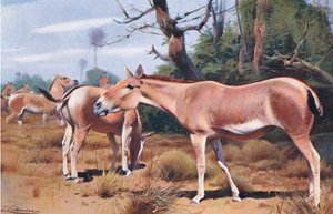 Asino selvatico asiatico, da Wildlife of the World pubblicato da Frederick Warne & Co, c.1900