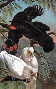 Cacatua di Banks da Wilhelm Kuhnert