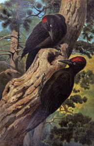 Picchio nero da Wilhelm Kuhnert