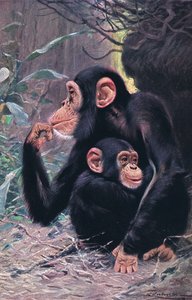 Scimpanzé, illustrazione da Wildlife of the World, c.1910