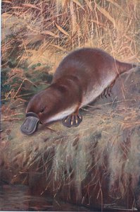 Ornitorinco, illustrazione da Fauna del Mondo, c.1910 da Wilhelm Kuhnert
