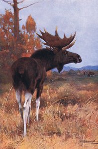 Alce o alce americano, da Wildlife of the World pubblicato da Frederick Warne & Co, c.1900