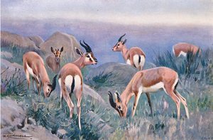 Gazzella, da Wildlife of the World pubblicato da Frederick Warne & Co, c.1900 da Wilhelm Kuhnert