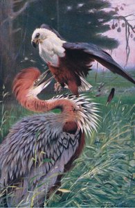 Airone gigante e aquila di mare, illustrazione da Wildlife of the World, c.1910 da Wilhelm Kuhnert