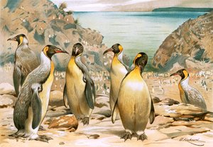 Pinguini giganti da Wilhelm Kuhnert