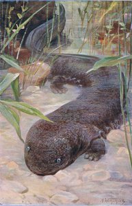 Salamandra gigante, da Wildlife of the World pubblicato da Frederick Warne & Co, c.1900 da Wilhelm Kuhnert