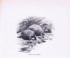 Tartarughe Giganti, illustrazione da Fauna del Mondo, c.1910 da Wilhelm Kuhnert