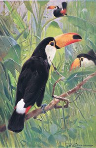 Tucano gigante, da Wildlife of the World pubblicato da Frederick Warne & Co, c.1900 da Wilhelm Kuhnert