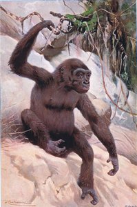 Gorilla, illustrazione da Wildlife of the World, c.1910