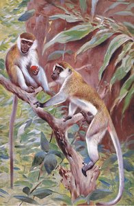 Scimmia verde, illustrazione da Wildlife of the World, c.1910 da Wilhelm Kuhnert