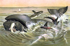 Balene della Groenlandia da Wilhelm Kuhnert