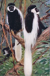 Guereza, illustrazione da Wildlife of the World, c.1910
