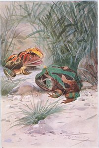 Rana cornuta, da Wildlife of the World pubblicato da Frederick Warne & Co, c.1900 da Wilhelm Kuhnert