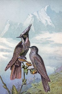 Maschera di colibrì, c.1910 (illustrazione) da Wilhelm Kuhnert