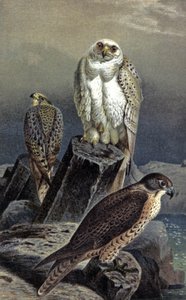 Falco da caccia, c.1910 (illustrazione)
