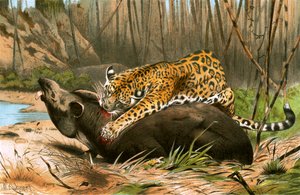Giaguaro che uccide un tapiro da Wilhelm Kuhnert