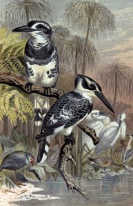 Martin pescatori, c.1910 (illustrazione) da Wilhelm Kuhnert