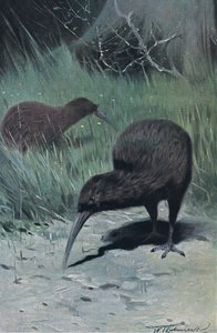 Kiwi, illustrazione da Fauna del Mondo, c.1910
