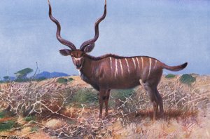 Kudu, illustrazione da Wildlife of the World, c.1910