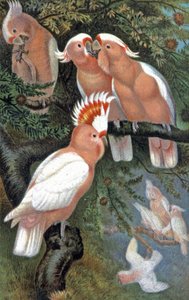 Cacatua di Leadbeater da Wilhelm Kuhnert
