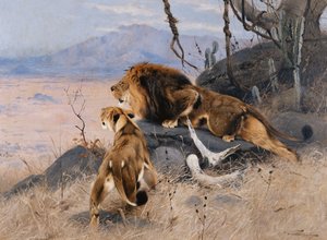 Leone e leonessa