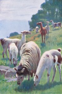Lama, da Wildlife of the World pubblicato da Frederick Warne & Co, c.1900