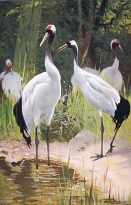 Gru della Manciuria, da Wildlife of the World pubblicato da Frederick Warne & Co, c.1900