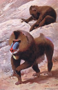 Mandrillo, illustrazione da Wildlife of the World, c.1910 da Wilhelm Kuhnert