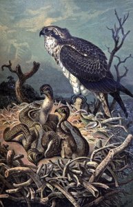 Falco pescatore da Wilhelm Kuhnert